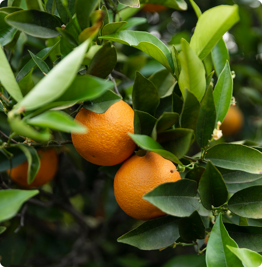 Naranjas en el árbol